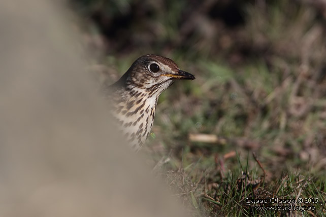 TALTRAST / SONG THRUSH (Turdus philomelos) - stor bild / full size