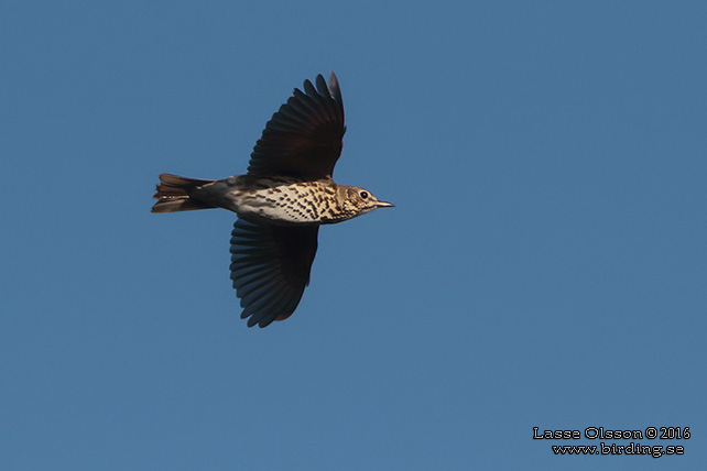 TALTRAST / SONG THRUSH (Turdus philomelos) - stor bild / full size