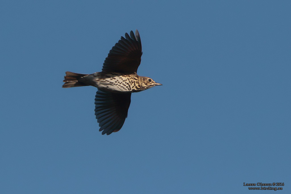 TALTRAST / SONG THRUSH (Turdus philomelos) - Stng / close