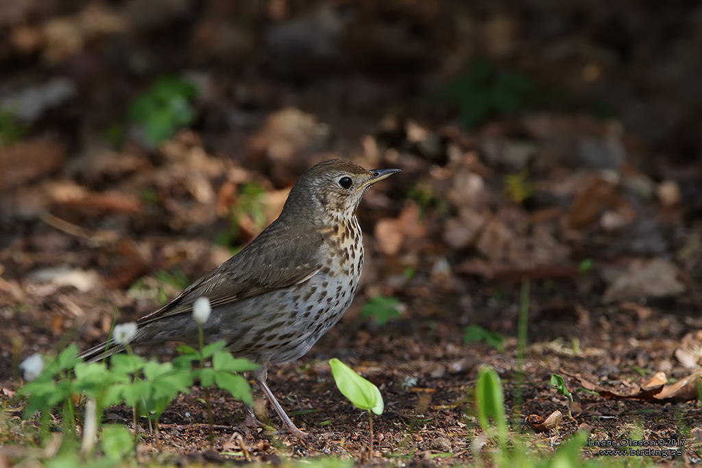 TALTRAST / SONG THRUSH (Turdus philomelos) - Stng / close