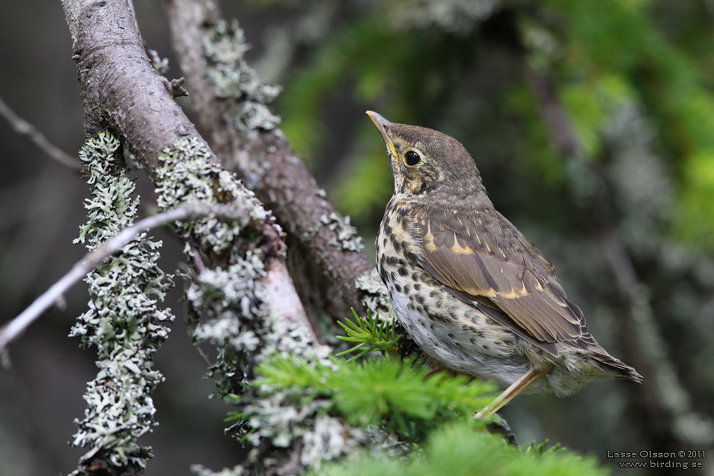 TALTRAST / SONG THRUSH (Turdus philomelos) - Stng / close