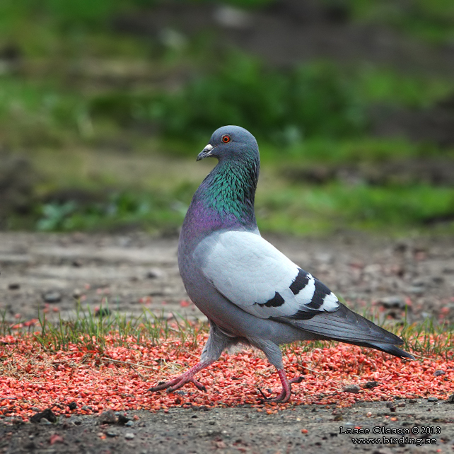 KLIPPDUVA / ROCK PIGEON (Columba livia) - stor bild / full size