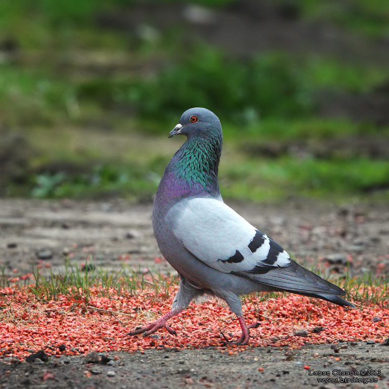 KLIPPDUVA / ROCK PIGEON (Columba livia) - Stäng / Close