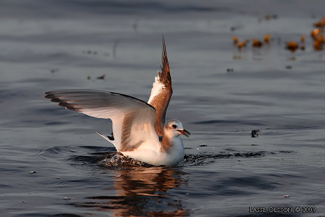 TRNMS / SABINE'S GULL (Larus sabini)