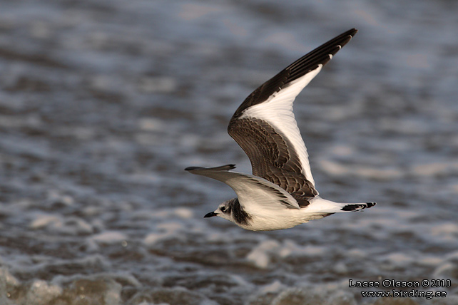 TRNMS / SABINE'S GULL (Larus sabini) - STOR BILD / FULL SIZE