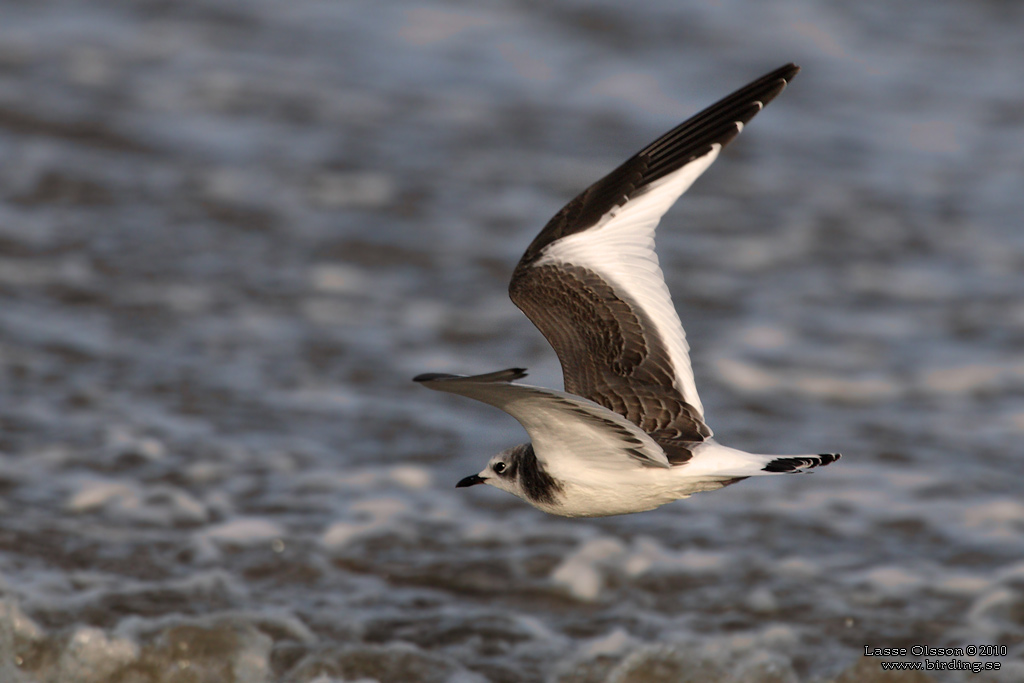 TRNMS / SABINE'S GULL (Larus sabini) - Stng / Close