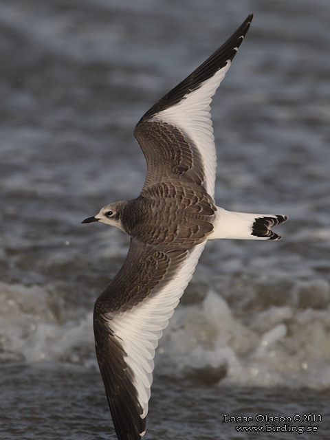 TRNMS / SABINE'S GULL (Larus sabini) - STOR BILD / FULL SIZE