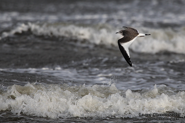 TRNMS / SABINE'S GULL (Larus sabini) - STOR BILD / FULL SIZE