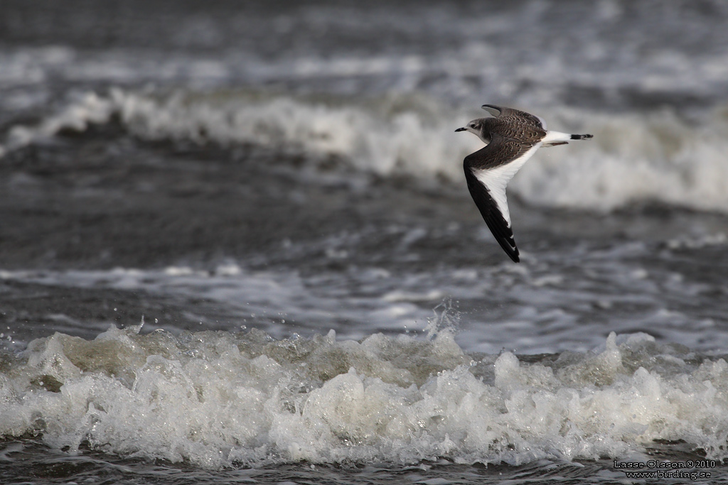 TRNMS / SABINE'S GULL (Larus sabini) - Stng / Close