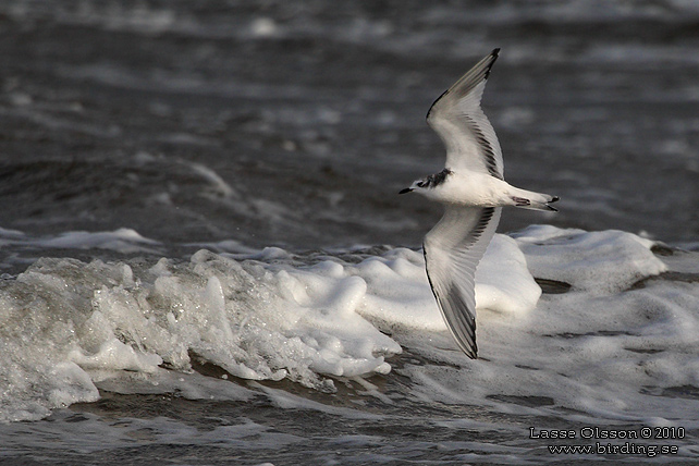 TRNMS / SABINE'S GULL (Larus sabini) - STOR BILD / FULL SIZE