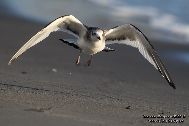 TÄRNMÅS / SABINE'S GULL (Larus sabini) - STOR BILD / FULL SIZE