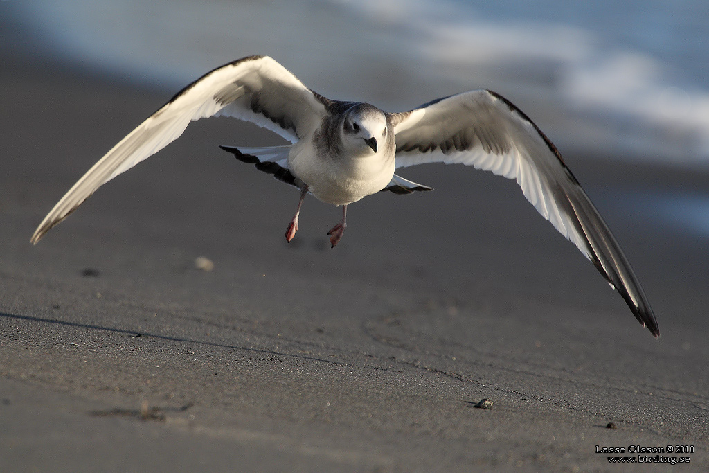 TRNMS / SABINE'S GULL (Larus sabini) - Stng / Close