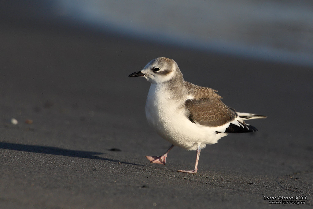 TRNMS / SABINE'S GULL (Larus sabini) - Stng / Close