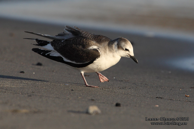 TÄRNMÅS / SABINE'S GULL (Larus sabini) - STOR BILD / FULL SIZE