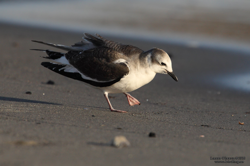 TRNMS / SABINE'S GULL (Larus sabini) - Stng / Close