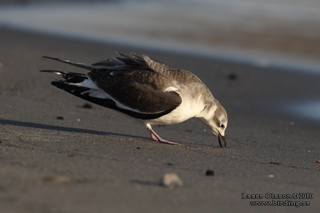 TÄRNMÅS / SABINE'S GULL (Larus sabini) - STOR BILD / FULL SIZE