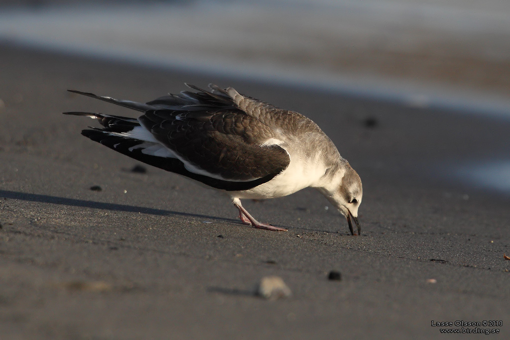 TRNMS / SABINE'S GULL (Larus sabini) - Stng / Close