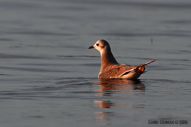 TRNMS / SABINE'S GULL (Larus sabini)