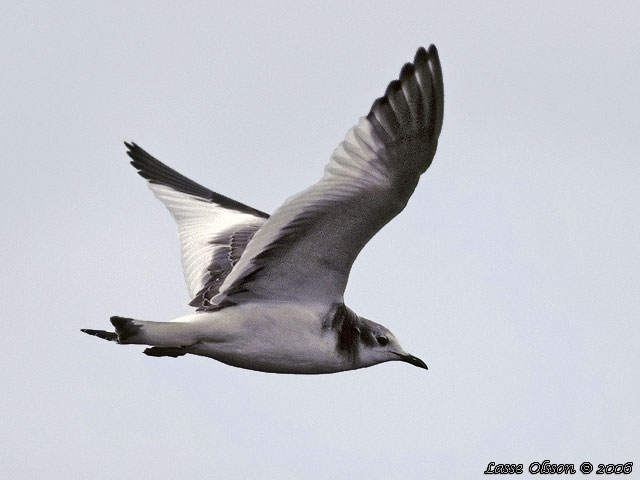 TRNMS / SABINE'S GULL (Larus sabini)