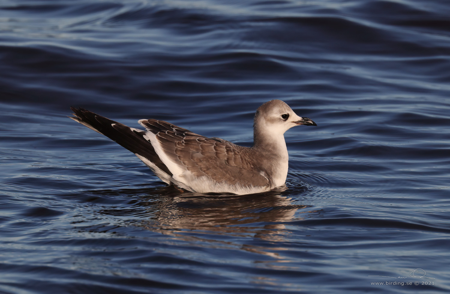 TRNMS / SABINE'S GULL (Larus sabini) - Stng / Close