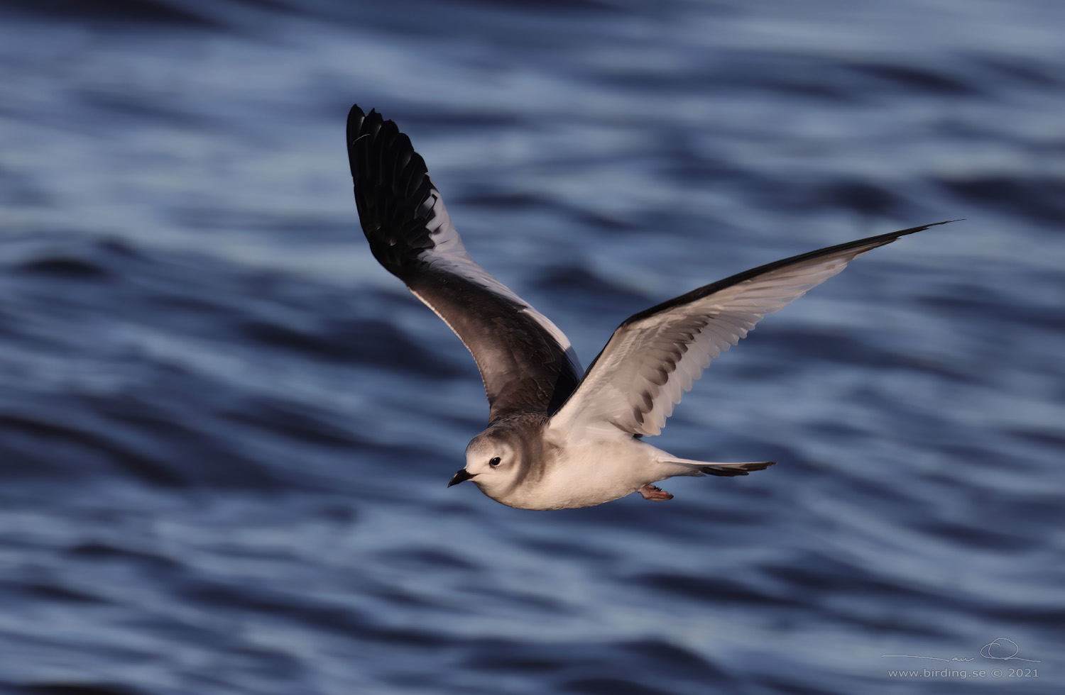 TRNMS / SABINE'S GULL (Larus sabini) - Stng / Close