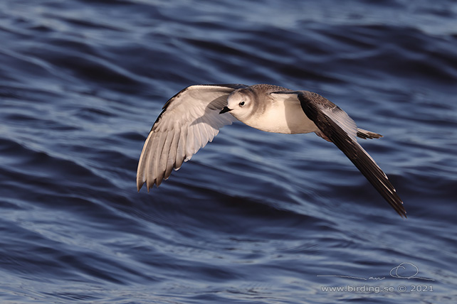 TÄRNMÅS / SABINE'S GULL (Larus sabini) - STOR BILD / FULL SIZE