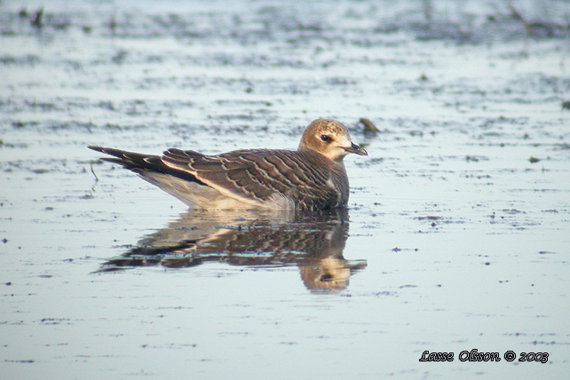 TRNMS / SABINE'S GULL (Larus sabini)