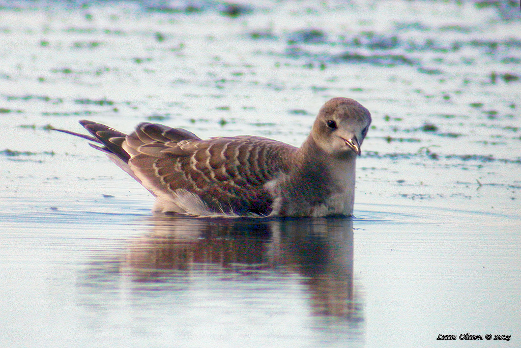 TRNMS / SABINE'S GULL (Larus sabini) - Stng / Close