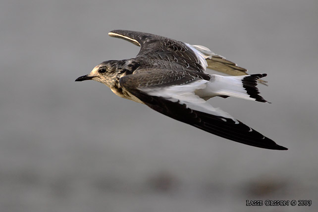 TRNMS / SABINE'S GULL (Larus sabini) - STOR BILD / FULL SIZE