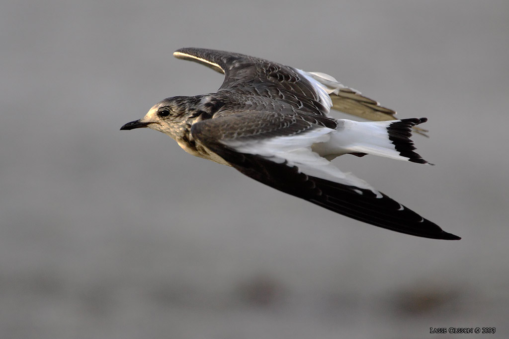 TRNMS / SABINE'S GULL (Larus sabini) - Stng / Close