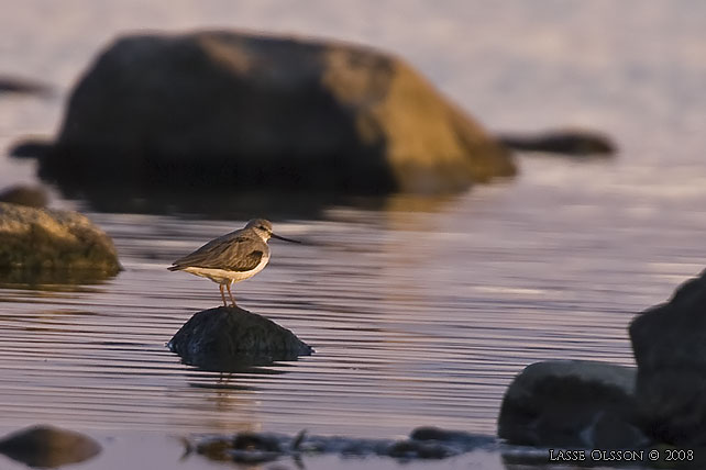 TEREKSNPPA / TEREK SANDPIPER (Xenus cinerus) - stor bild / fulll size