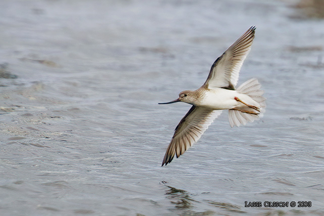 TEREKSNPPA / TEREK SANDPIPER (Xenus cinerus) - stor bild / fulll size