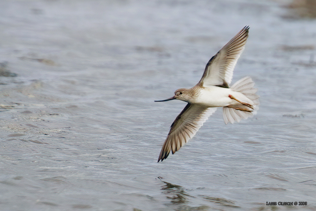 TEREKSNPPA / TEREK SANDPIPER (Xenus cinerus) - Stng / Close