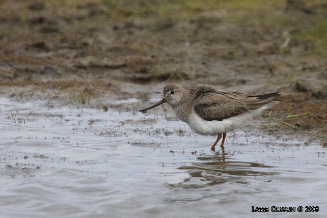 TEREKSNÄPPA / TEREK SANDPIPER (Xenus cinerus) - stor bild / fulll size