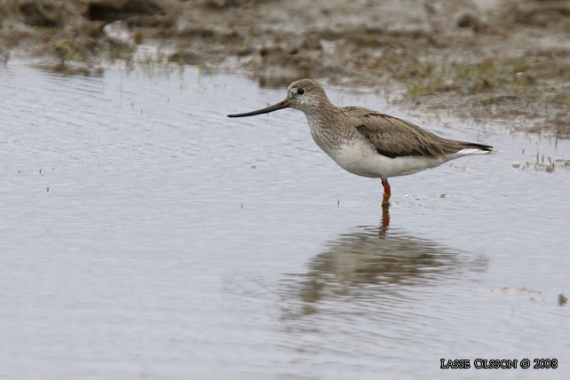 TEREKSNPPA / TEREK SANDPIPER (Xenus cinerus) - stor bild / fulll size