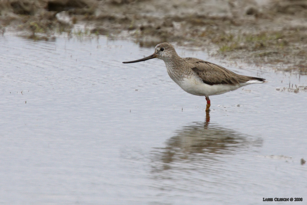 TEREKSNPPA / TEREK SANDPIPER (Xenus cinerus) - Stng / Close