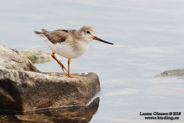 TEREKSNÄPPA / TEREK SANDPIPER (Xenus cinerus) - stor bild / fulll size