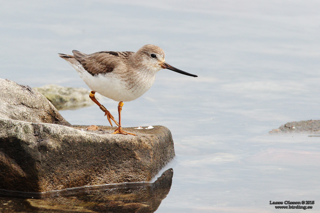 TEREKSNPPA / TEREK SANDPIPER (Xenus cinerus) - Stng / Close