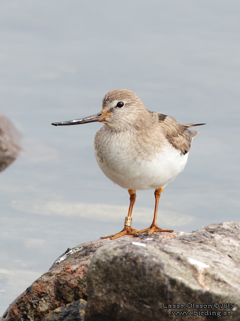 TEREKSNÄPPA / TEREK SANDPIPER (Xenus cinerus) - stor bild / fulll size