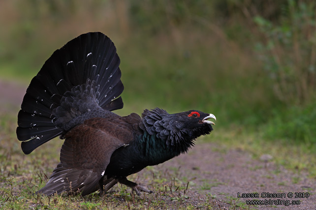 TJDER / WESTERN CAPERCAILLIE (Tetrao urogallus) - STOR BILD / FULL SIZE