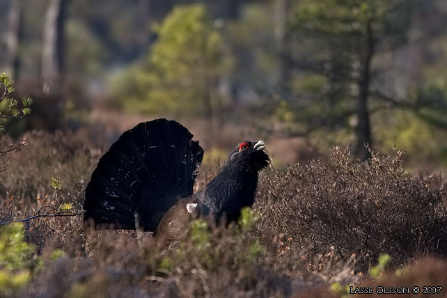 TJDER / WESTERN CAPERCAILLIE (Tetrao urogallus)