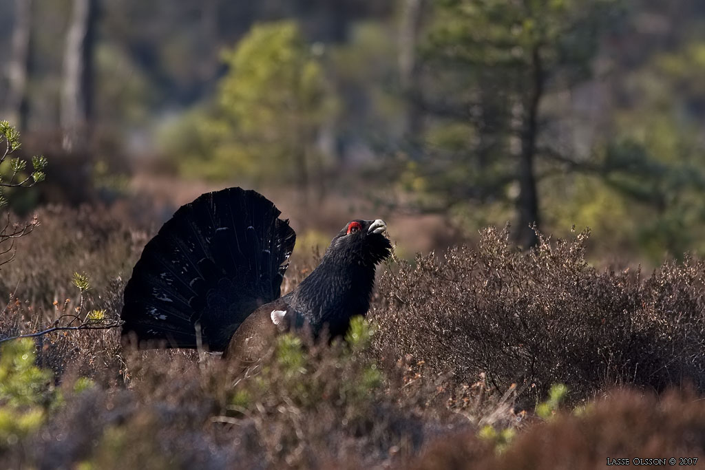 TJDER / WESTERN CAPERCAILLIE (Tetrao urogallus) - Stng / Close