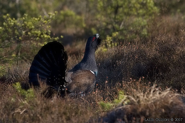 TJDER / WESTERN CAPERCAILLIE (Tetrao urogallus)