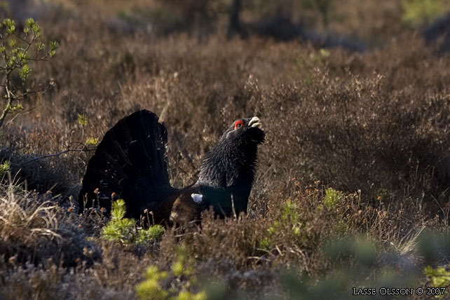 TJDER / WESTERN CAPERCAILLIE (Tetrao urogallus)