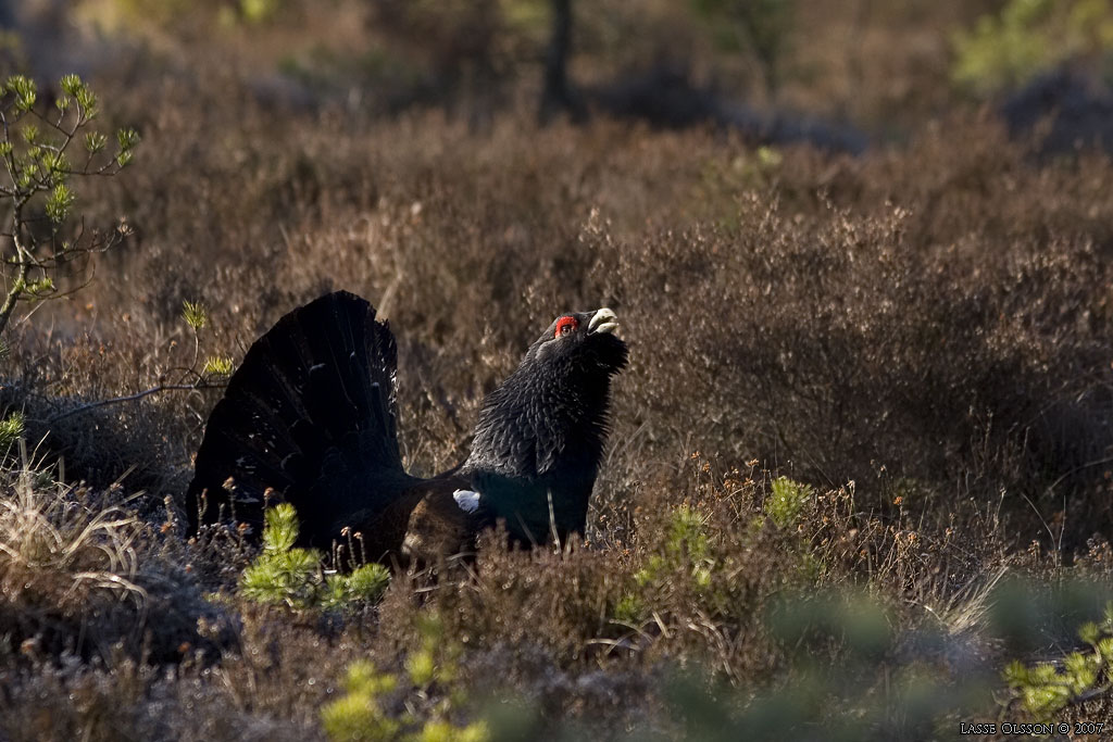 TJDER / WESTERN CAPERCAILLIE (Tetrao urogallus) - Stng / Close