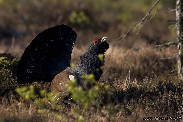 TJDER / WESTERN CAPERCAILLIE (Tetrao urogallus)