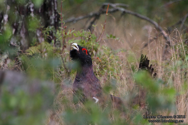 TJDER / WESTERN CAPERCAILLIE (Tetrao urogallus) - STOR BILD / FULL SIZE