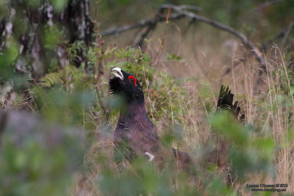 TJDER / WESTERN CAPERCAILLIE (Tetrao urogallus) - Stng / Close