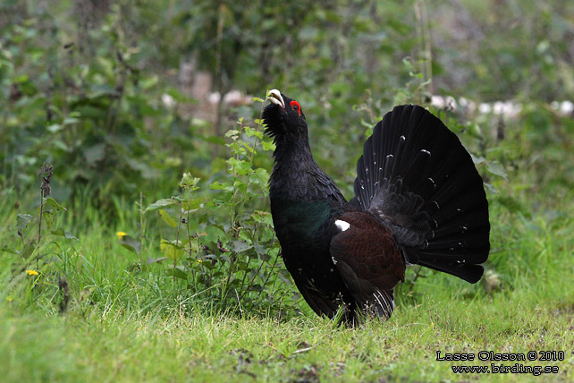 TJDER / WESTERN CAPERCAILLIE (Tetrao urogallus) - STOR BILD / FULL SIZE