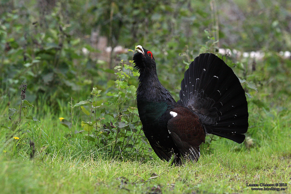 TJDER / WESTERN CAPERCAILLIE (Tetrao urogallus) - Stng / Close